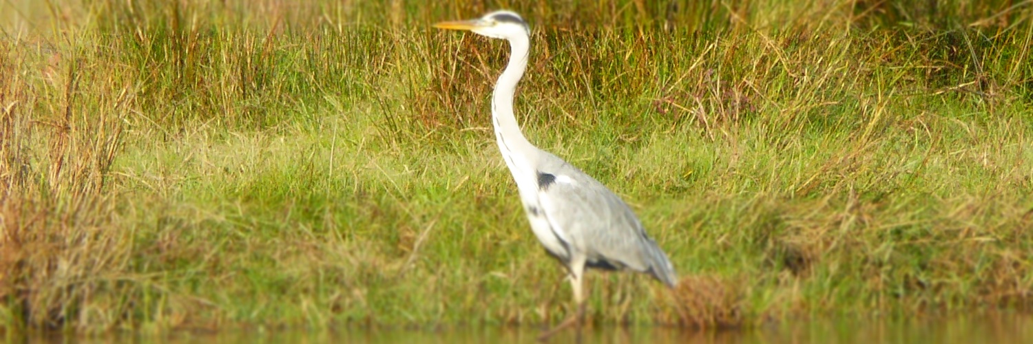 Antoni  Lladó banner