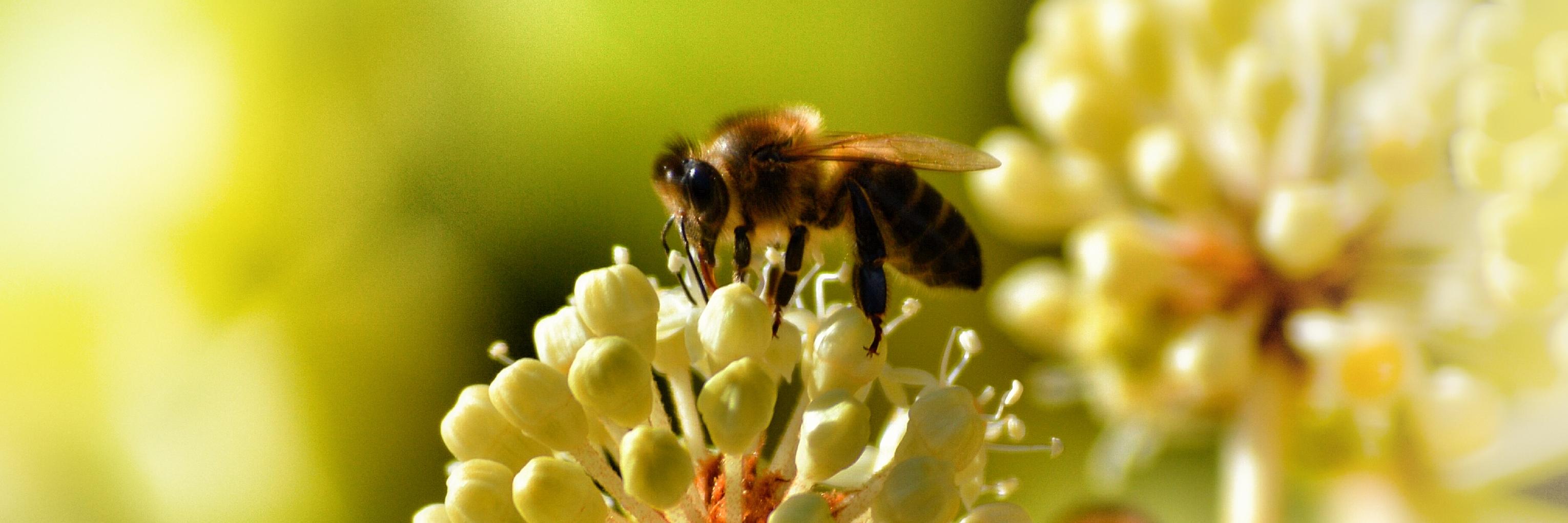 BCFoodSystemsNetwork banner