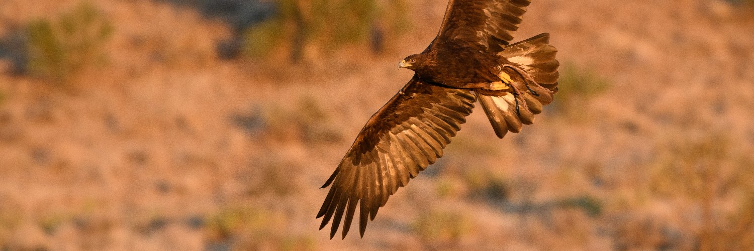 Lauren McGough banner