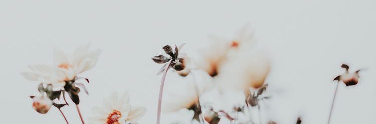 aprilcy's profile banner image