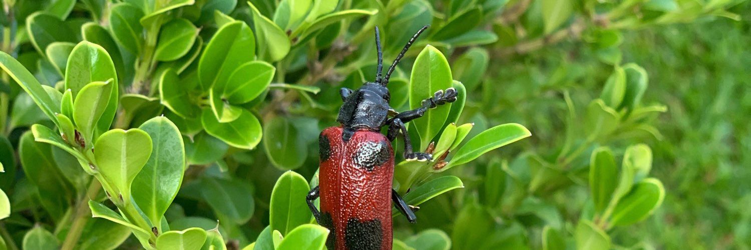 Federico J. Barni banner