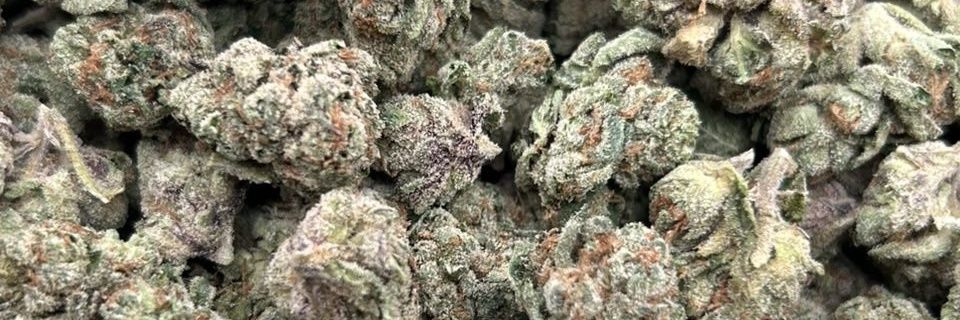budpuffbox11021's profile banner image