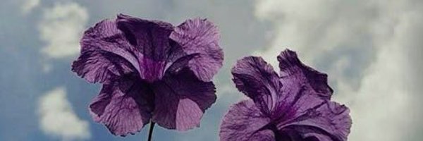 TheCheekyKim Profile Banner