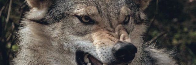 ChiefLimsa 🩻 banner