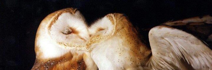 Sealshowbones's profile banner image