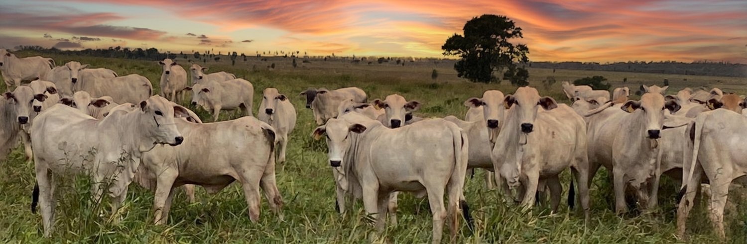 Novilhas JD banner