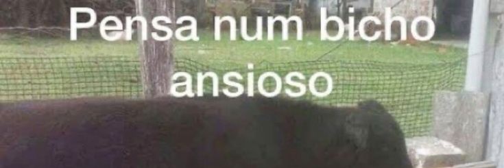 Pedrinho banner