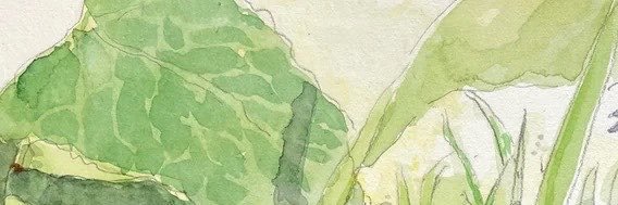mushroomhelper's profile banner image