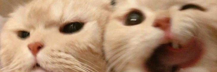 Syifaaacuu's profile banner image
