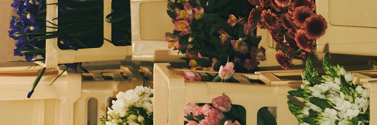 daisywhoop's profile banner image