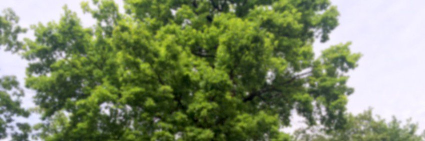 Sinistra.ch banner