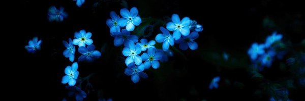 blxepetxls Profile Banner