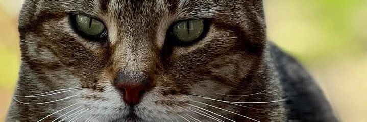 mlorgat's profile banner image