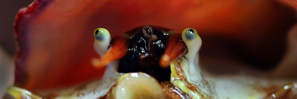 isaac 🐌💜🦑 banner