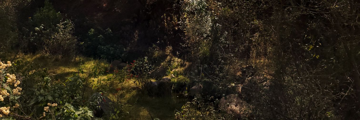 Cataalima's profile banner image
