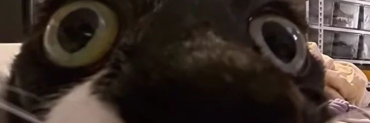 ArniXCX's profile banner image