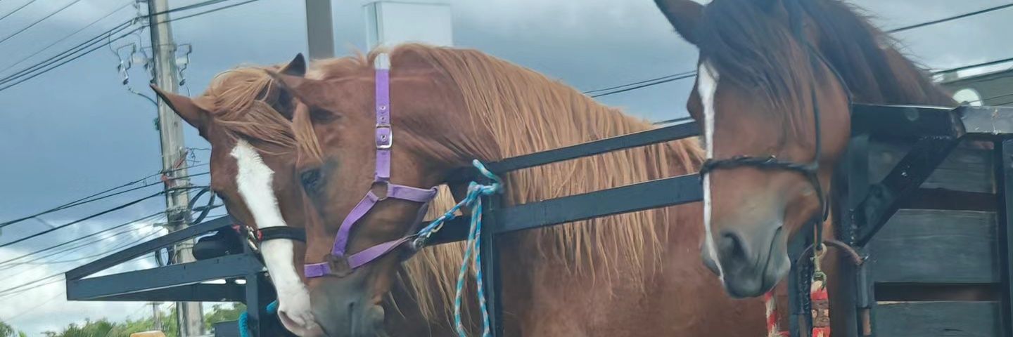 Walter McCarty banner