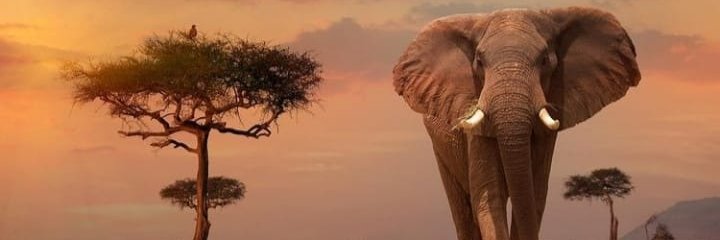 FAYSALTEKOGLU's profile banner image