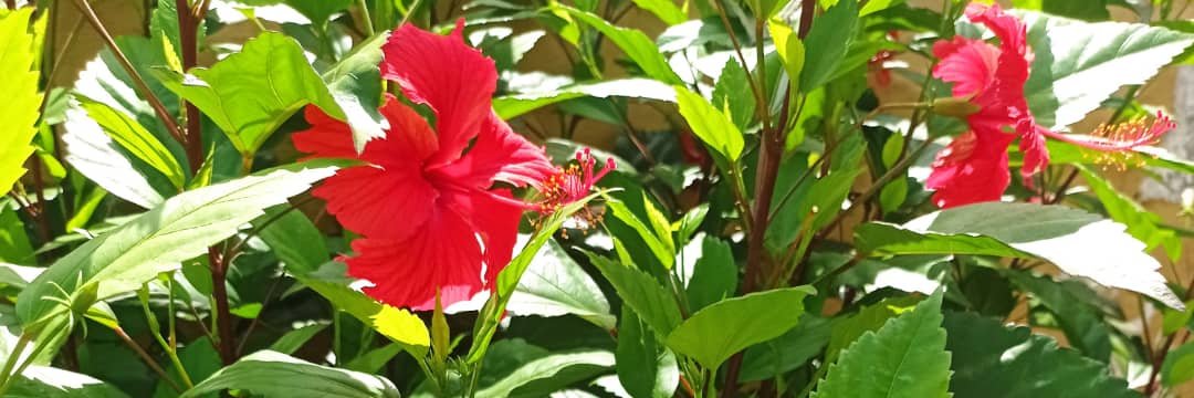 Maritza Torres Samuel banner