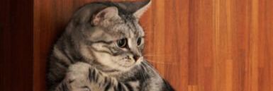 Kenshi_S's profile banner image