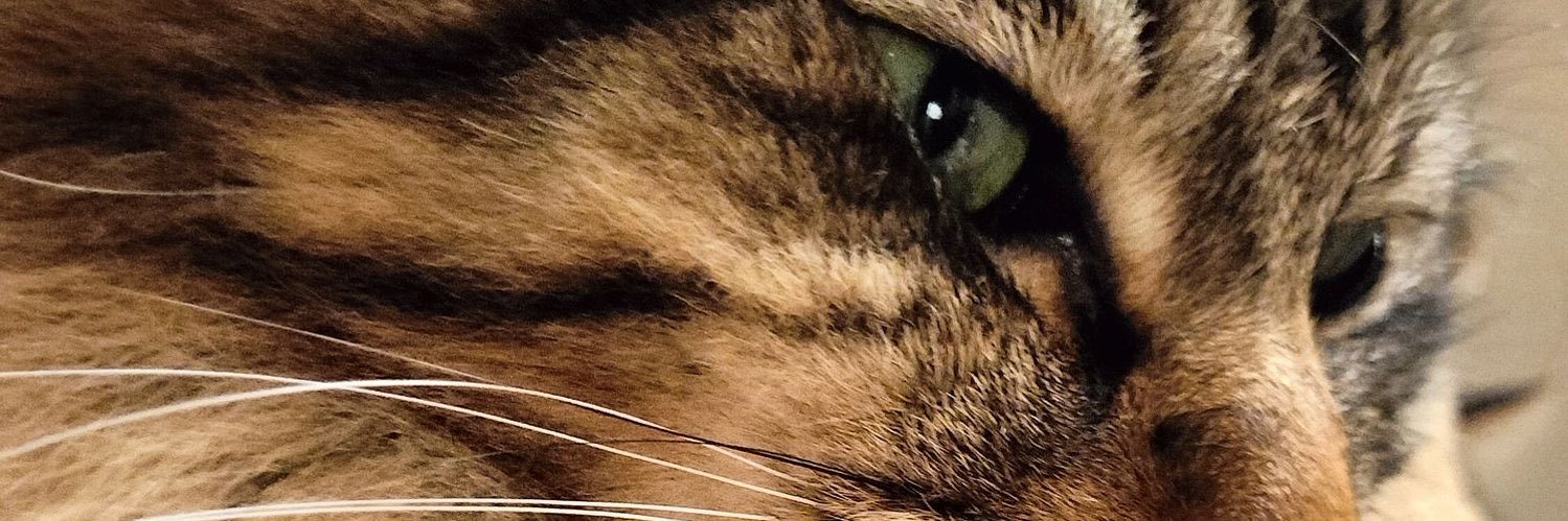 dora_kirie's profile banner image