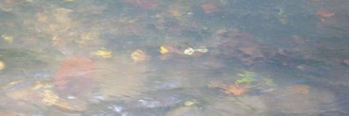 sua banner