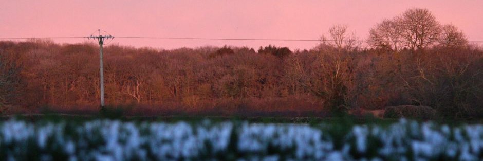 FlightandFlora's profile banner image