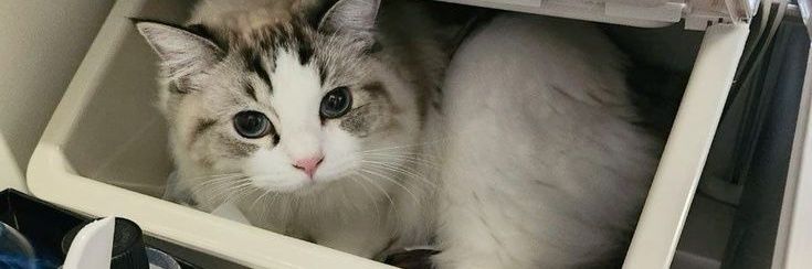 ℐ ᯓᡣ𐭩 banner