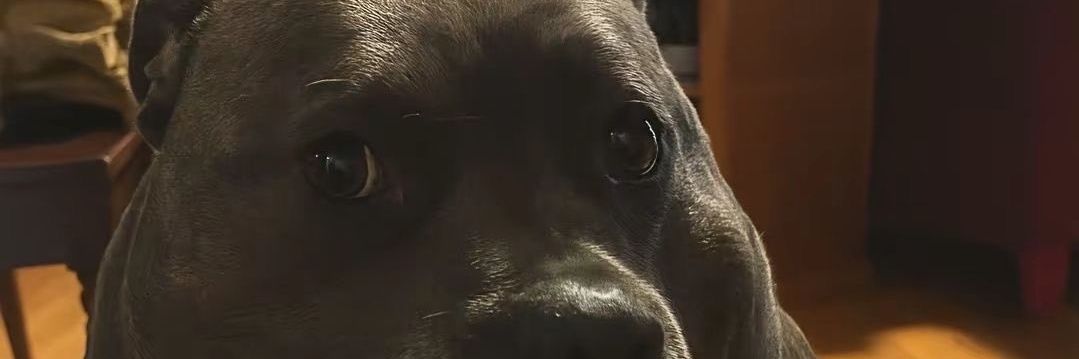 °•☆mayo||shtwt☆•° banner