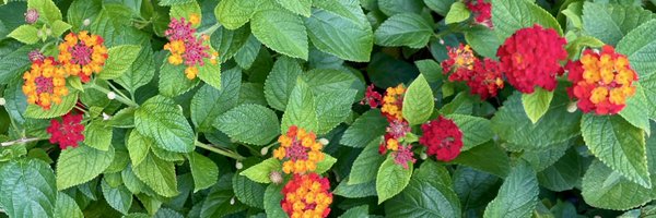 Sk8SmokeDie Profile Banner