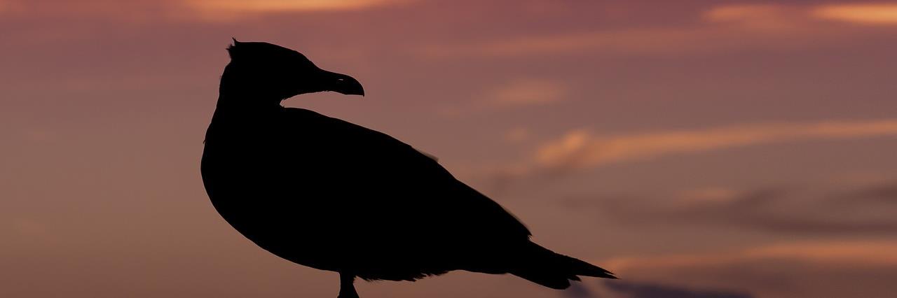 bessSeller's profile banner image