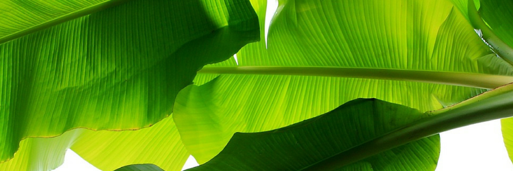 EscToParadise's profile banner image