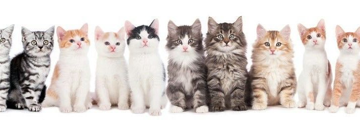 murilo taroko banner