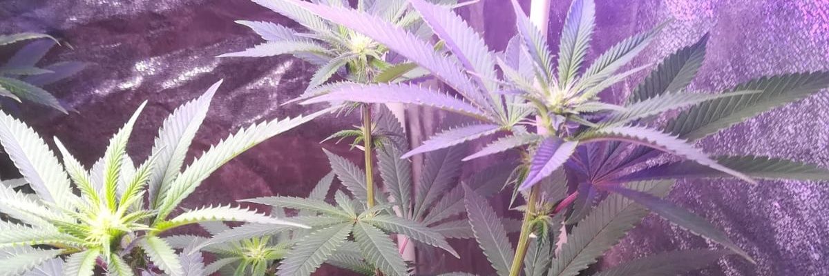 thejars's profile banner image