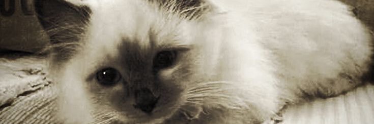 saturday 𝄞 banner