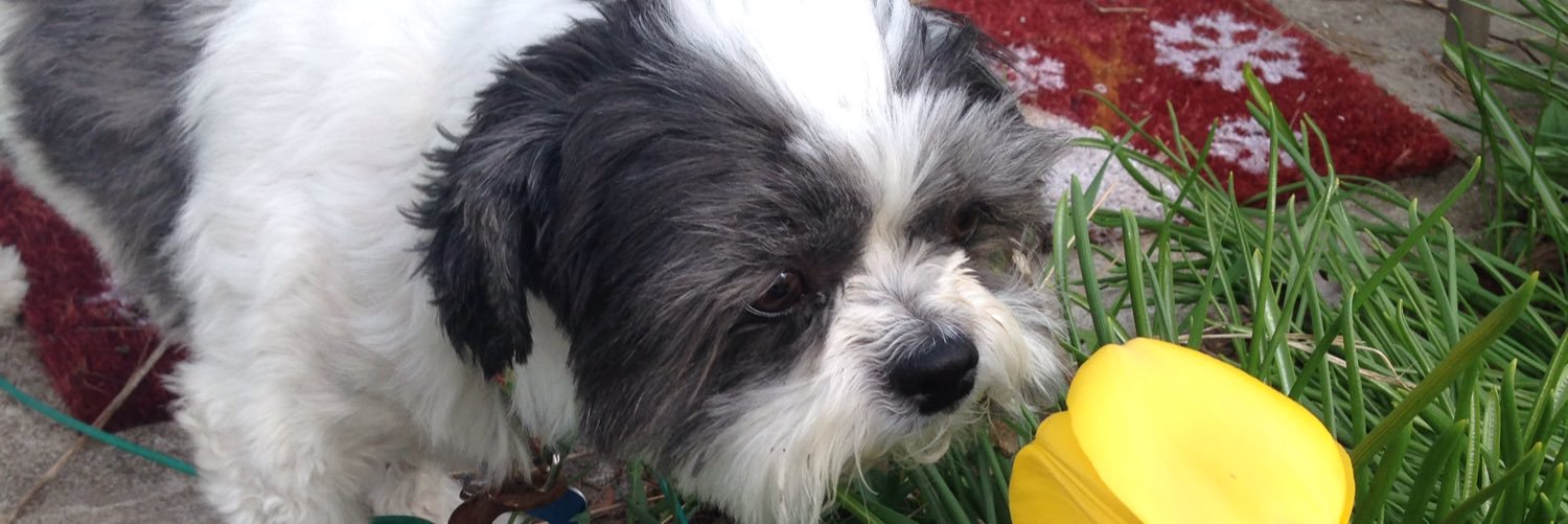 Jo-Anne Pulfer banner