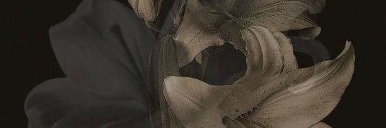 Bunnyrvo's profile banner image