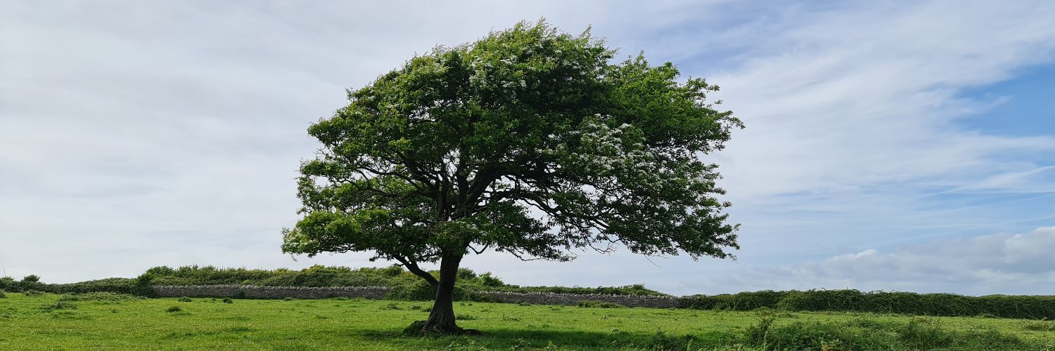 Germander Speedwell banner