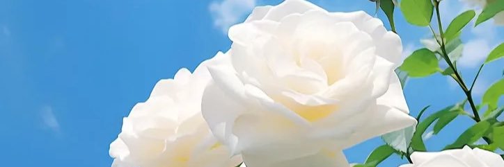 Rachel Barnes banner