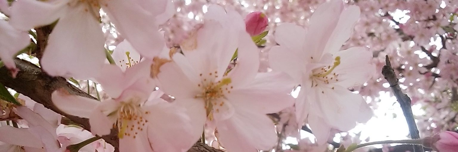 0tezuka's profile banner image