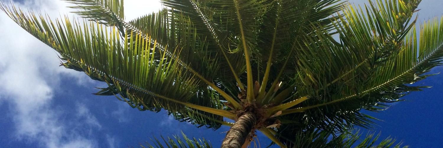 _Naulu's profile banner image