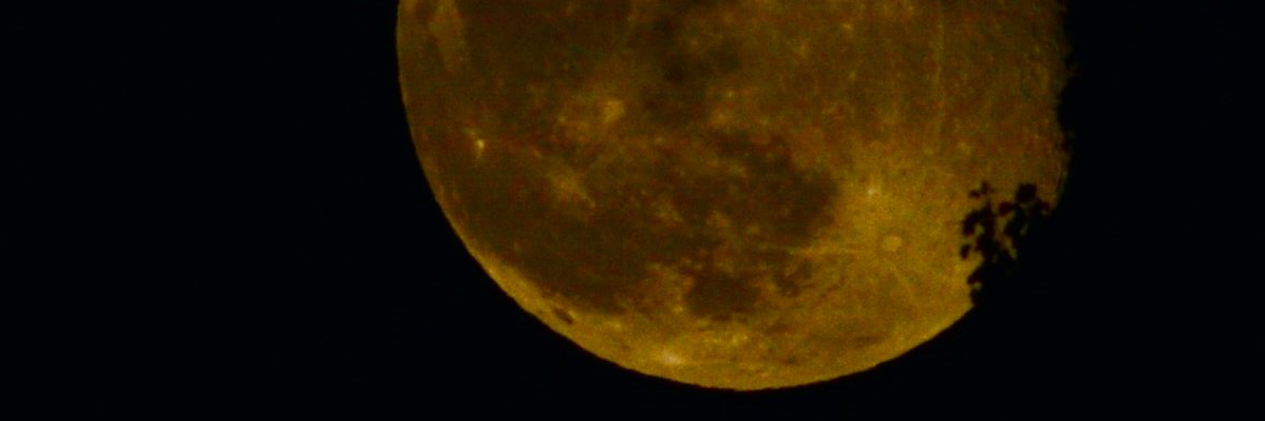 WastelandWerewolf banner