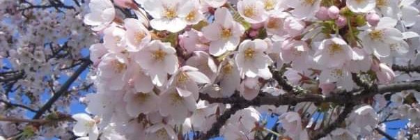 AppleViriya's profile banner image