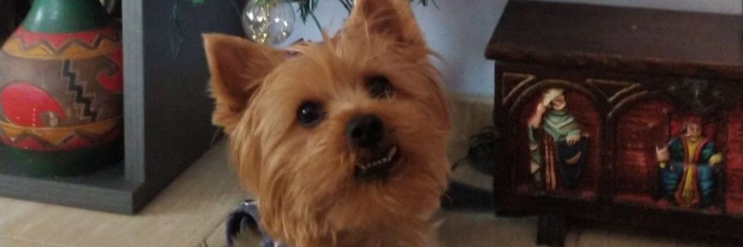 pijoacho's profile banner image