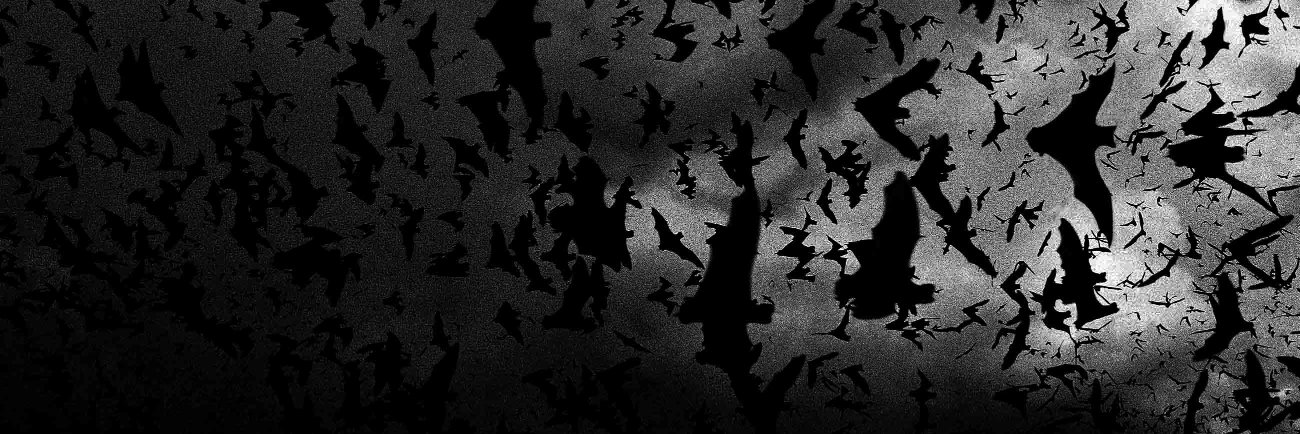 HellgaProtiv's profile banner image