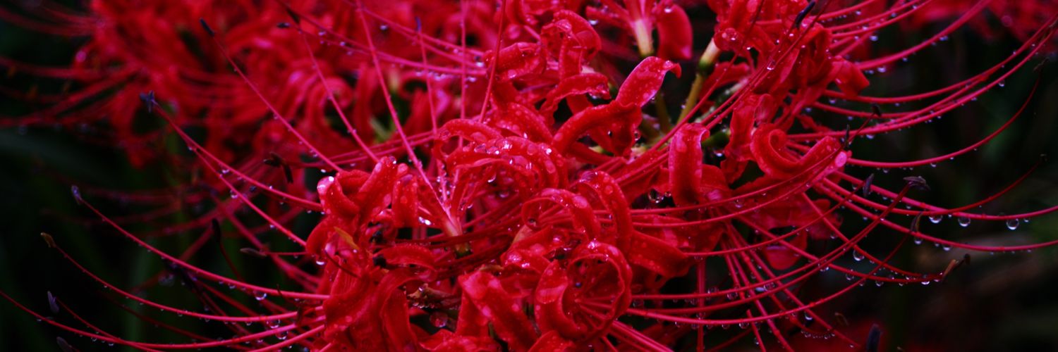 彼岸章華 banner