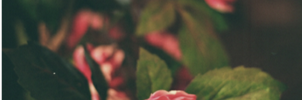 MszHalle Profile Banner