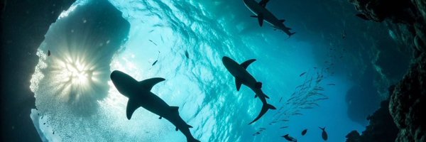 aoooxc Profile Banner