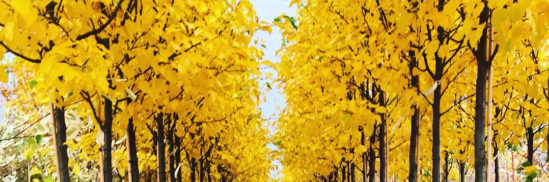 Chew Valley Trees banner