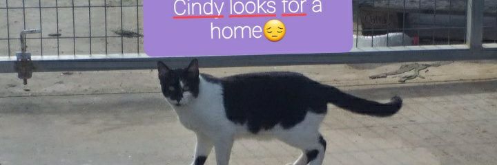 🐾Molly🐾💖💔🐈🐕🐒🐖🐫🦁🐭🦔🐼🐾 banner